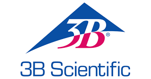 3B